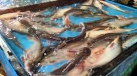 10 Ton Ikan Patin Dipasok dari Kalsel