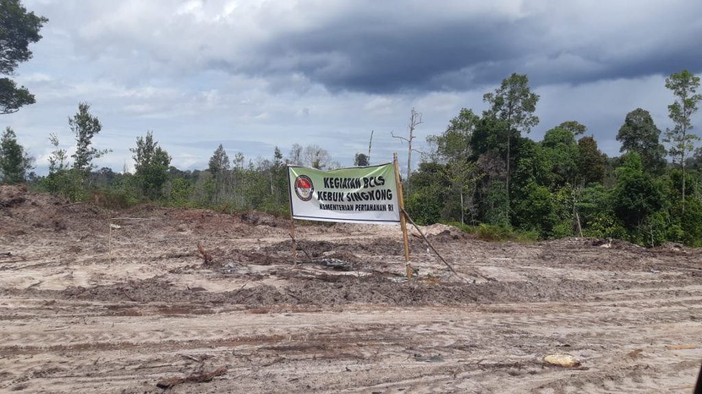 Pengembangan Singkong Masuk Kawasan Hutan