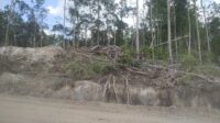 IPK Pemanfaatan Kayu Food Estate Dipertanyakan