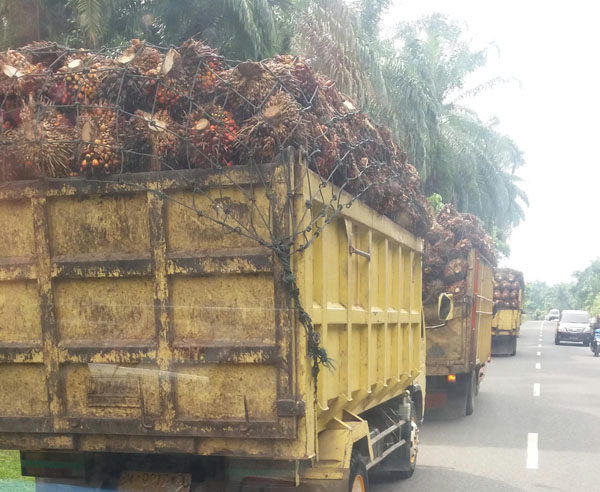 PT MPG Diduga Acuhkan Pergub dan Perbup