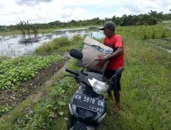 Petani Sayur di Kobar Alami Kerugian karena Banjir