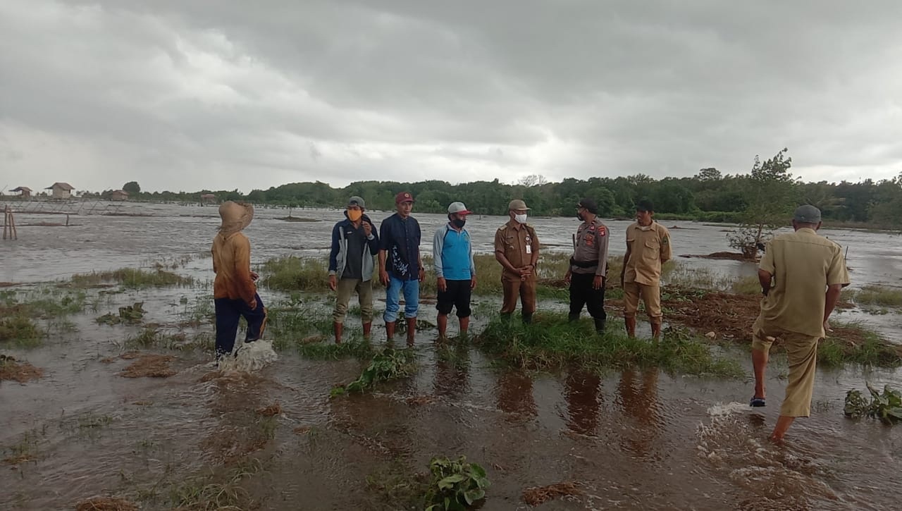 GELOMBANG PASANG-Petani Kapuas Gagal Panen