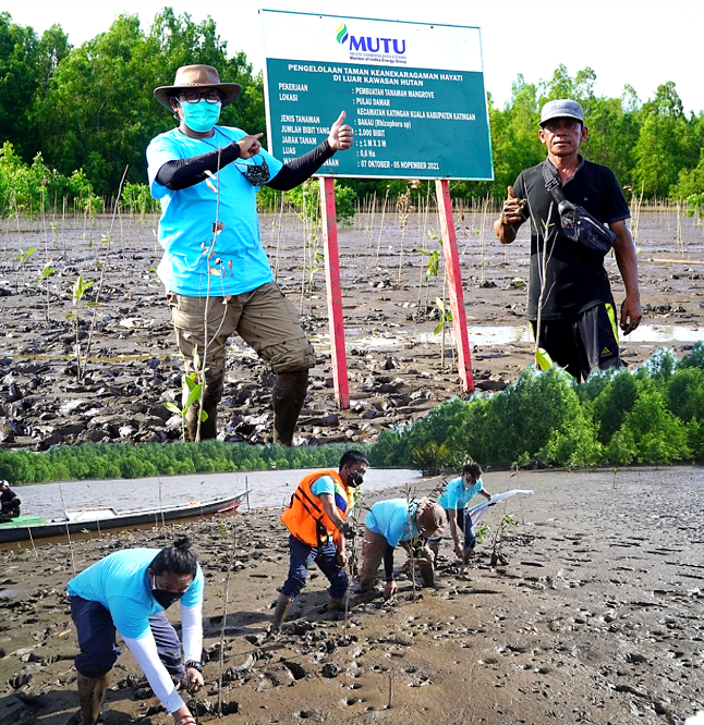 Dukung Program Pemerintah, PT MUTU Gelar Penanaman Mangrove