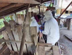 UPDATE AFRICAN SWINE FEVER-19 Ekor Babi di Basarang Ditemukan Terpapar