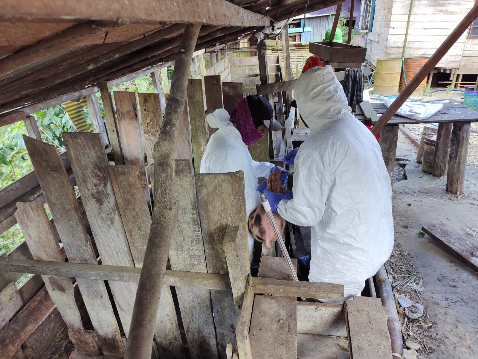 UPDATE AFRICAN SWINE FEVER-19 Ekor Babi di Basarang Ditemukan Terpapar