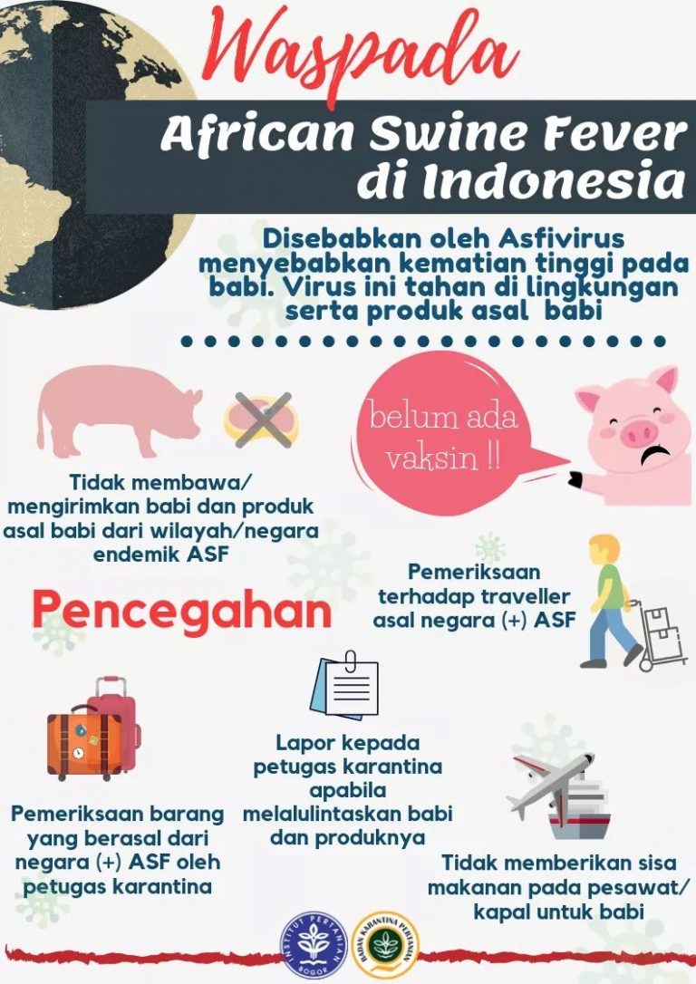 Pemko Palangka Raya Batasi Distribusi Babi