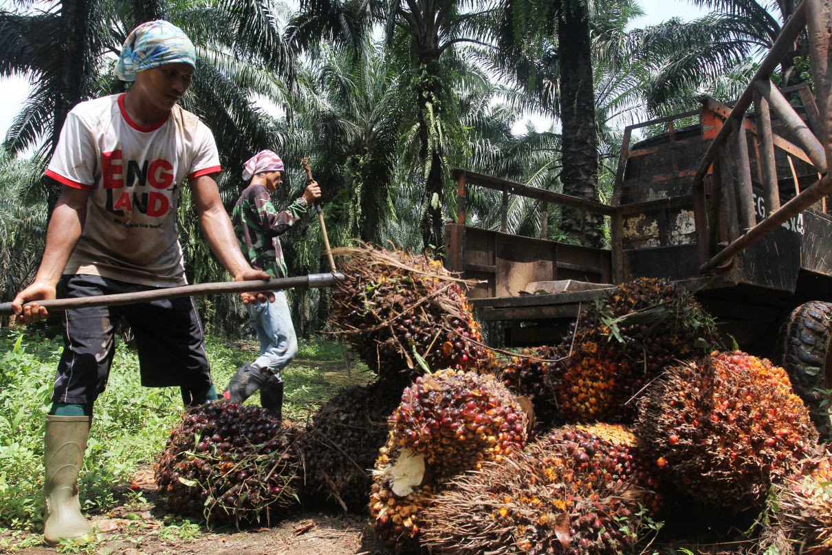 Harga Sawit Naik, Petani Sambut Gembira
