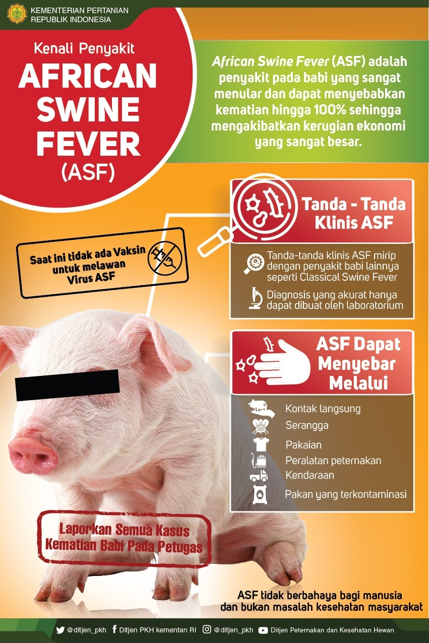 909 Ternak Babi Mati Mendadak di Kalteng