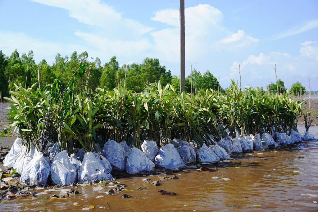 Dukung Program Pemerintah, PT MUTU Gelar Penanaman Mangrove