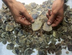 Penjual 6 Kg Sisik Trenggiling Divonis 1,5 Tahun Penjual 6 Kg Sisik Trenggiling Divonis 1,5 Tahun