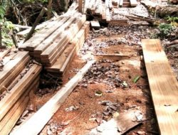 Diduga Illegal Logging di Desa Datai Nirui