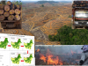 Evaluasi Perizinan, Pulihkan Hutan Kalteng