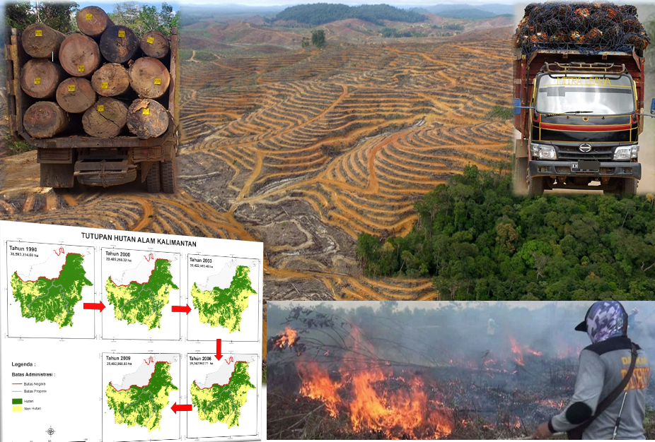 Evaluasi Perizinan, Pulihkan Hutan Kalteng