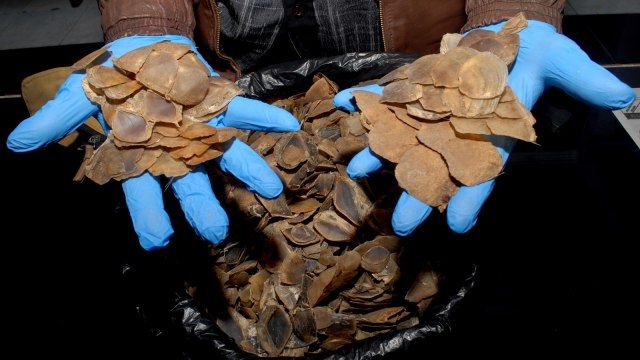 Dua Penjual Sisik Trenggiling Divonis 9 Bulan