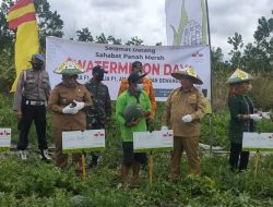 Halikinnor dan Irawati Panen Semangka di Sebabi