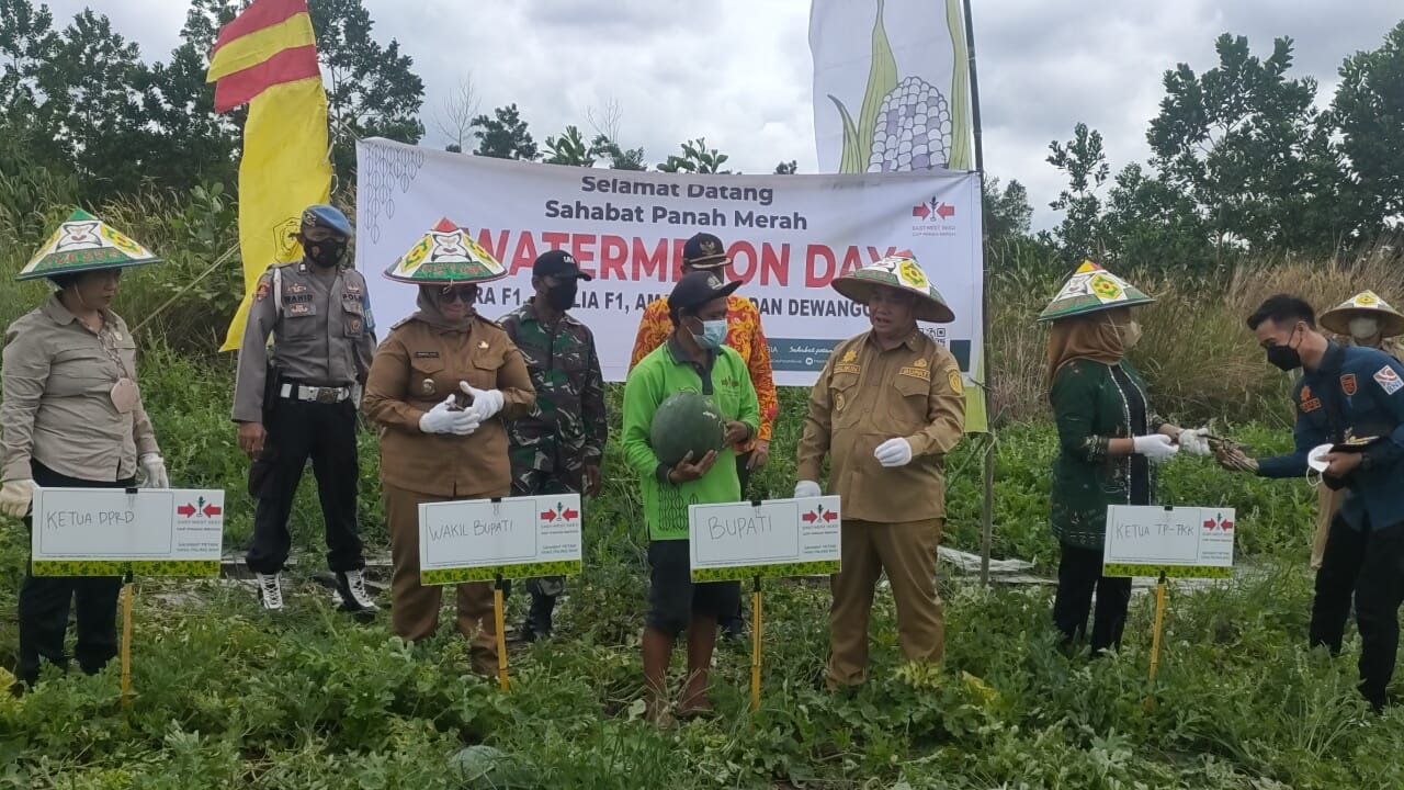 Halikinnor dan Irawati Panen Semangka di Sebabi Halikinnor dan Irawati Panen Semangka di Sebabi