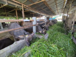 Harga Hewan Kurban Terus Naik