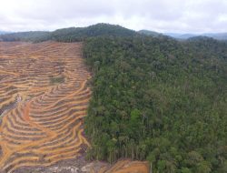 831.333 Hektare Lahan Sawit Tak Berizin di Kalteng