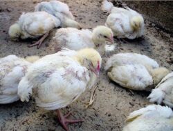 Waspada Virus ND Serang Ternak Unggas di Palangka Raya