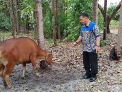 PDAM Tirta Arut Serahkan 3 Hewan Kurban