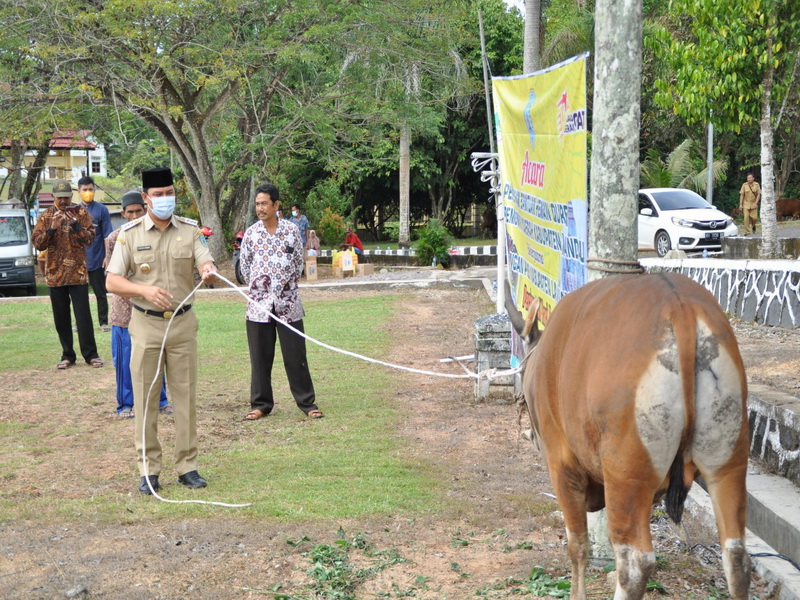 Pemkab Lamandau Salurkan 70 Ekor Sapi Kurban