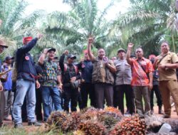 Masyarakat Gelar Panen Perdana Usai Alpin DKK Menang Sidang Adat