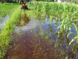 Petani Kalampangan 3 Kali Gagal Panen