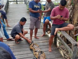Heboh, Buaya Kuning Nyangkut di Jaring Ikan
