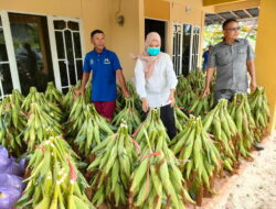 Harga Jagung Manis Jelang Tahun Baru Naik