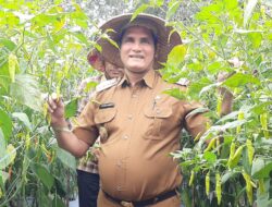 Kobar Berpotensi Kembangkan Tanaman Cabai 