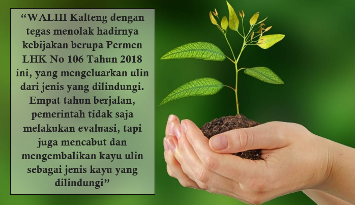 Walhi Menolak Kayu Ulin Tidak Dilindungi