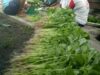 Pertanian Dilanda Banjir, Harga Sayur Merangkak Naik