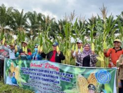 Bupati Panen Ribuan Tongkol Jagung di Seranau