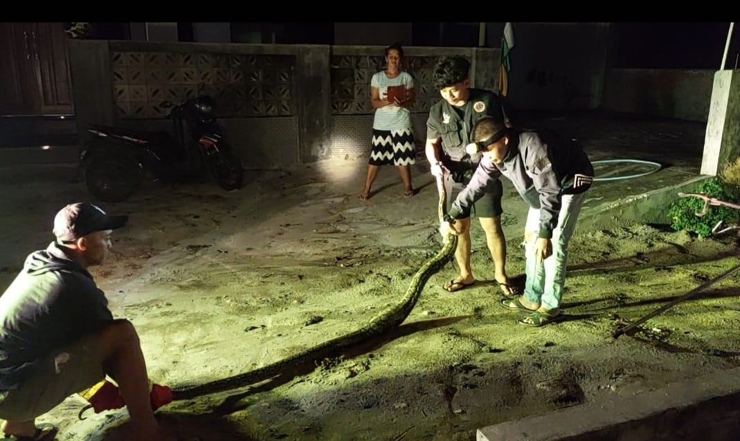 Mangsa Ayam, 2 Piton Dievakuasi Tim ERP dan DPKP 