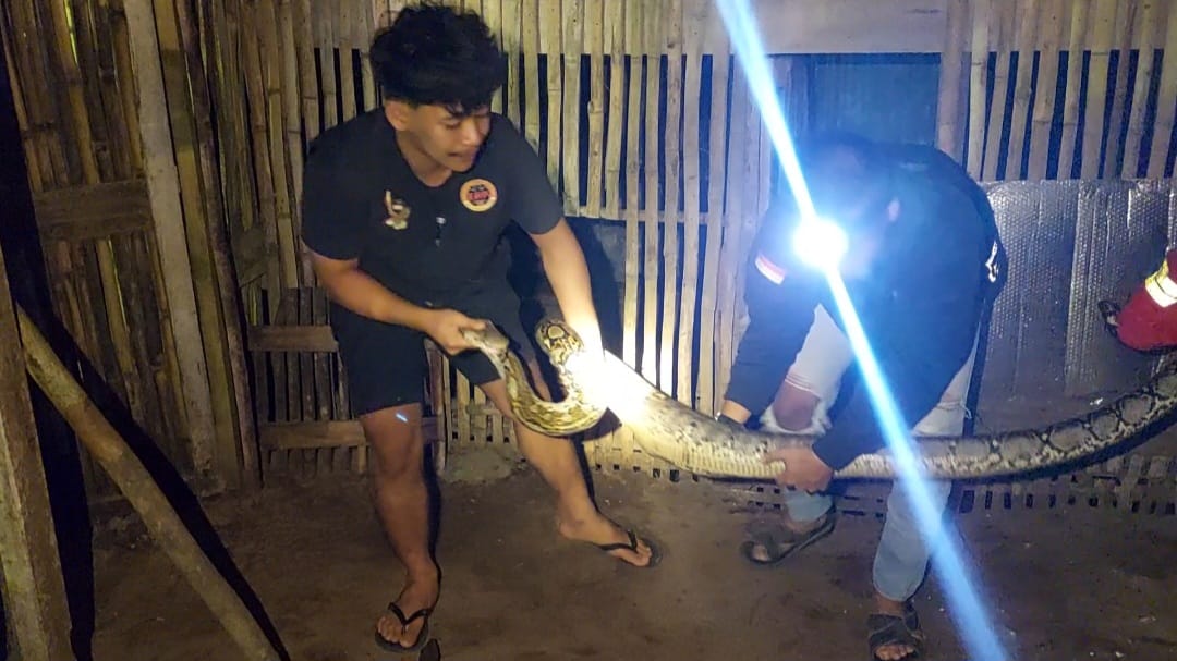 Mangsa Ayam, 2 Piton Dievakuasi Tim ERP dan DPKP 