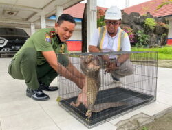 Seekor Trenggiling Naik ke Atas Kapal Muatan Pupuk Seekor Trenggiling Naik ke Atas Kapal Muatan Pupuk