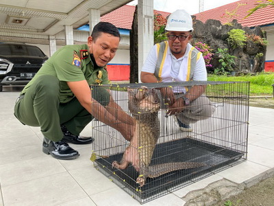 Seekor Trenggiling Naik ke Atas Kapal Muatan Pupuk