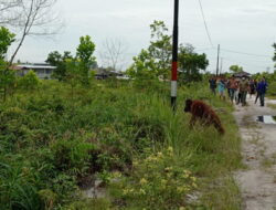 Orangutan Resahkan Warga Jalan Victoria Orangutan Resahkan Warga Jalan Victoria