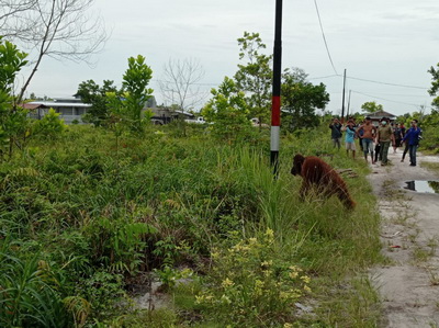 Orangutan Resahkan Warga Jalan Victoria