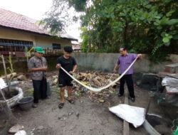 Ular Piton Ditangkap Usai Mangsa Ternak 