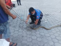 Ular Kobra Sepanjang 3 Meter Masuk Warung Warga Ular Kobra Sepanjang 3 Meter Masuk Warung Warga