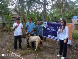 Sambut Idul Adha 1444 H, Andina Theresia Narang Berbagi Hewan Kurban