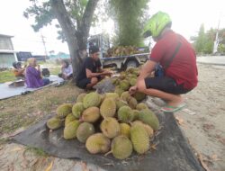 Mendadak, Palangka Raya Dihujani Durian