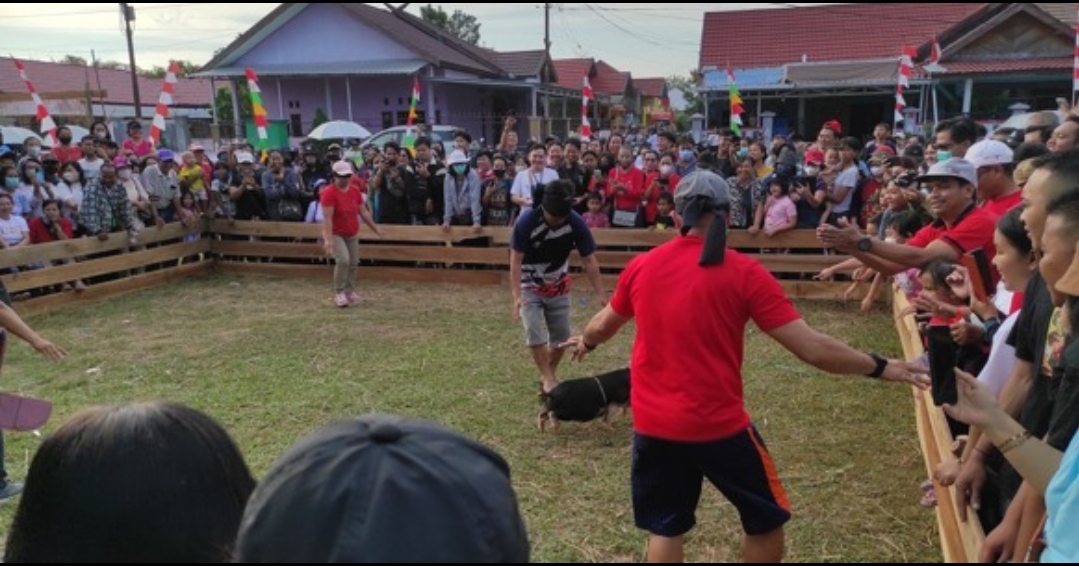Lomba Menangkap Babi Meriahkan HUT Ke-78 RI