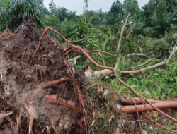 Sampit Hujan Deras dan Petir, Pohon Tumbang 