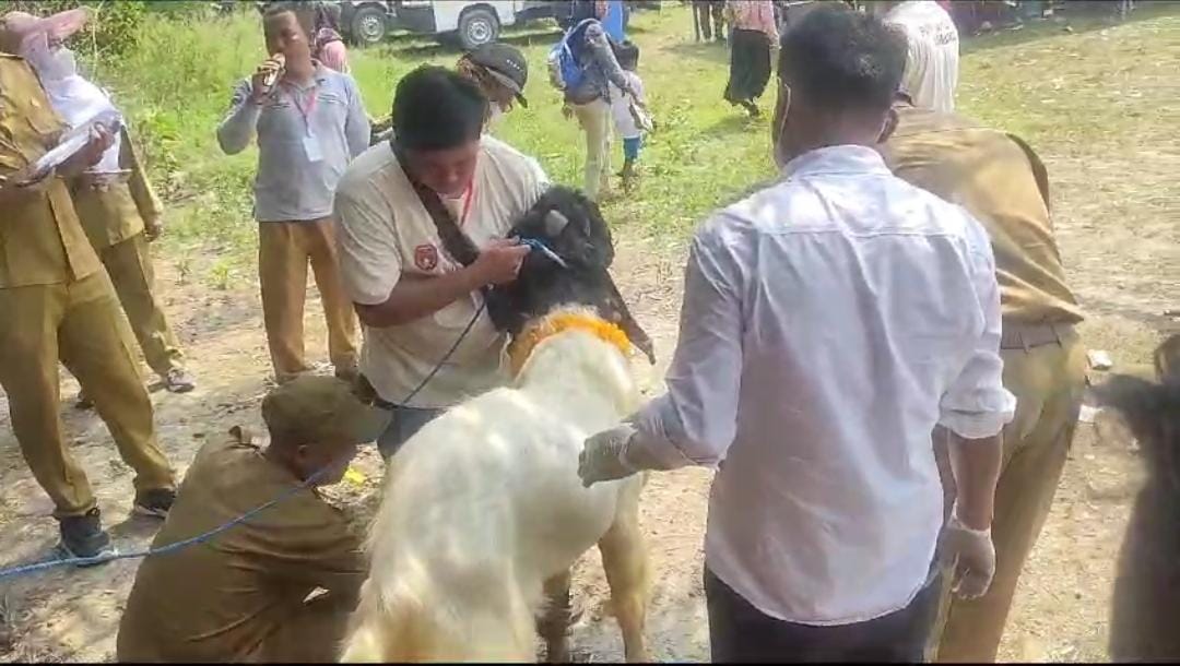 Kontes Kambing Pacu Semangat Peternak