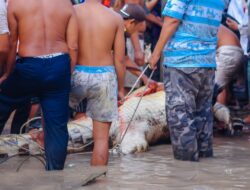 Habitat Buaya Teriris Alih Fungsi Kawasan 
