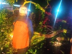 Cuaca Ekstrem, Pepohonan di Palangka Raya Tumbang 