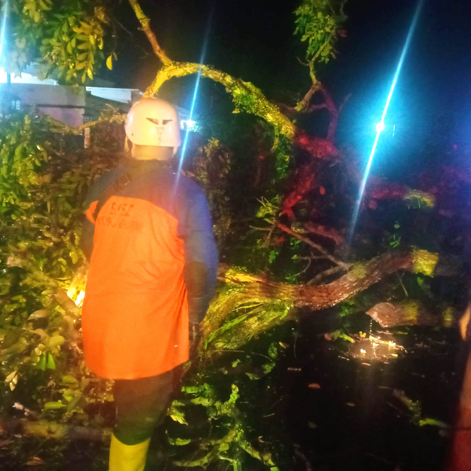 Cuaca Ekstrem, Pepohonan di Palangka Raya Tumbang 