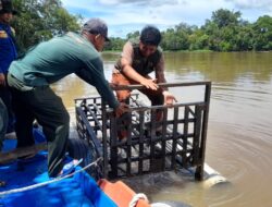 Buaya Teror Kobar, BKSDA Pasang Perangkap 